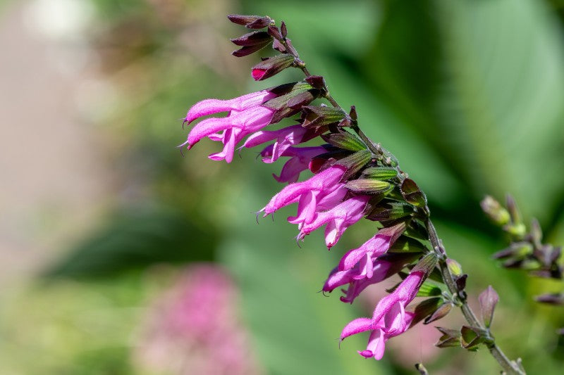 Salvia 'Pink Amistad' - John Cullen Gardens