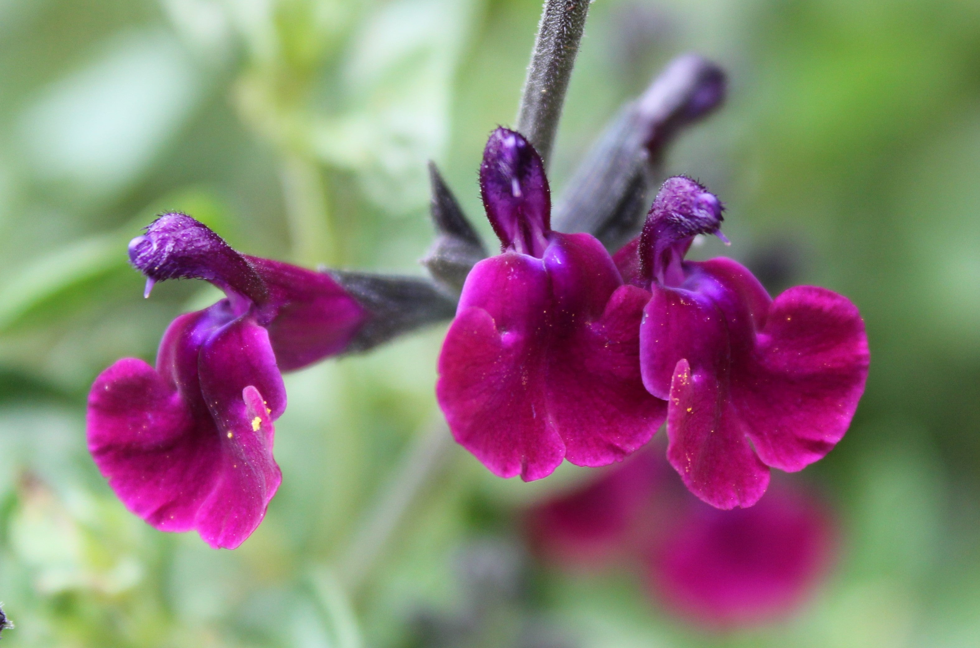Salvia x jamensis 'Violette de Loire' (PBR) - John Cullen Gardens