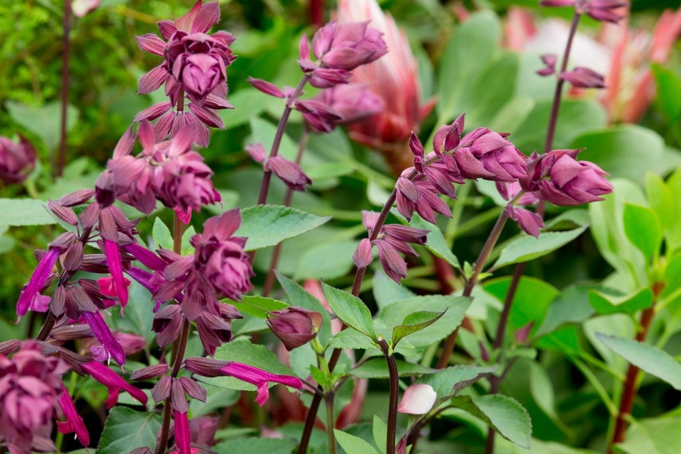 Salvia 'Love & Wishes' ('Serendip6') (PBR) - John Cullen Gardens
