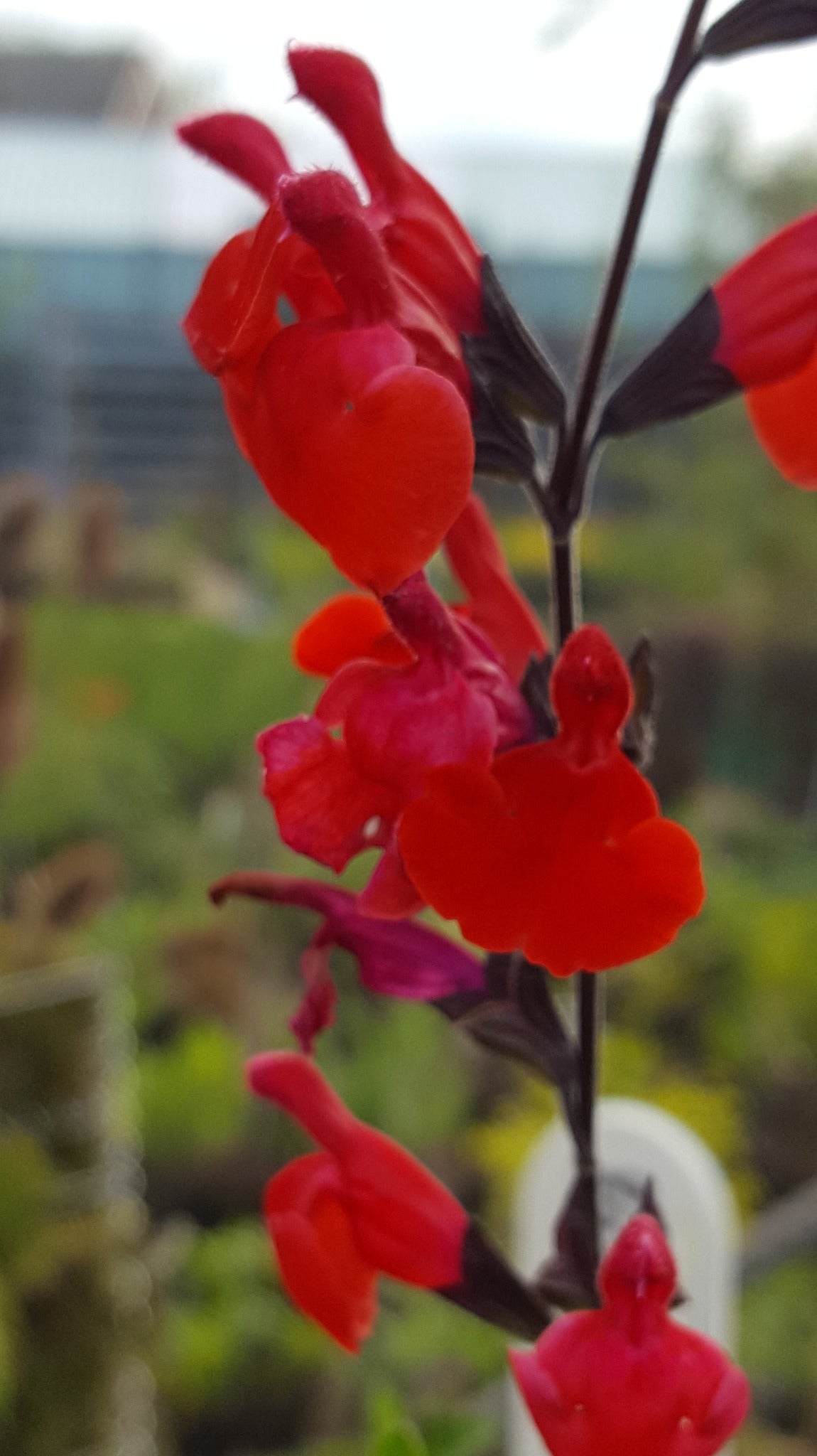 Salvia 'Royal Bumble' - John Cullen Gardens
