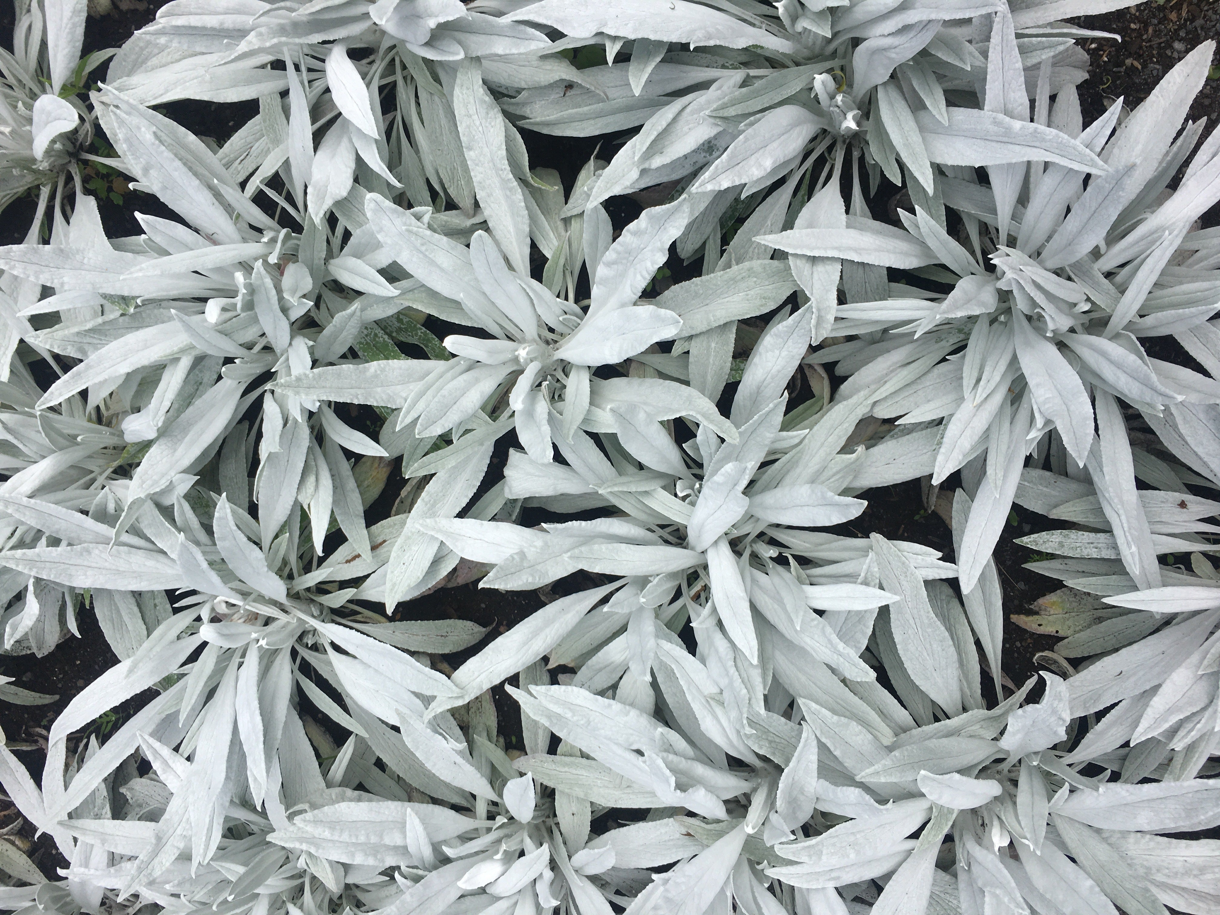 Sage White - John Cullen Gardens