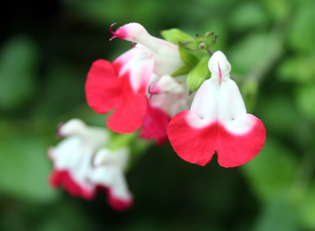Salvia microphylla 'Hot Lips' - John Cullen Gardens