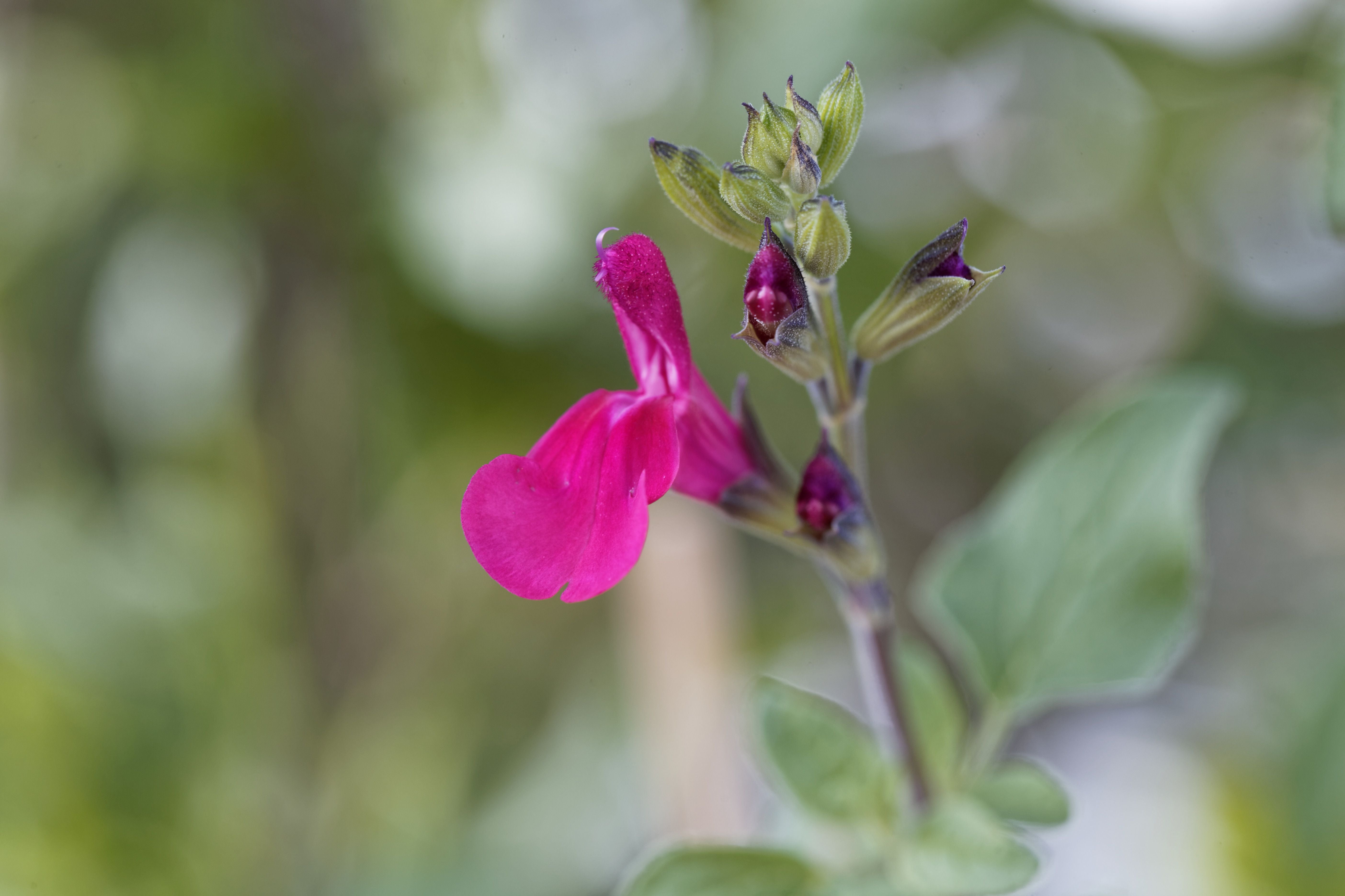 Sage Blackcurrant - John Cullen Gardens