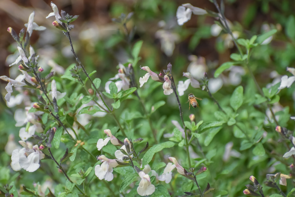 Salvia 'Glacier' - John Cullen Gardens