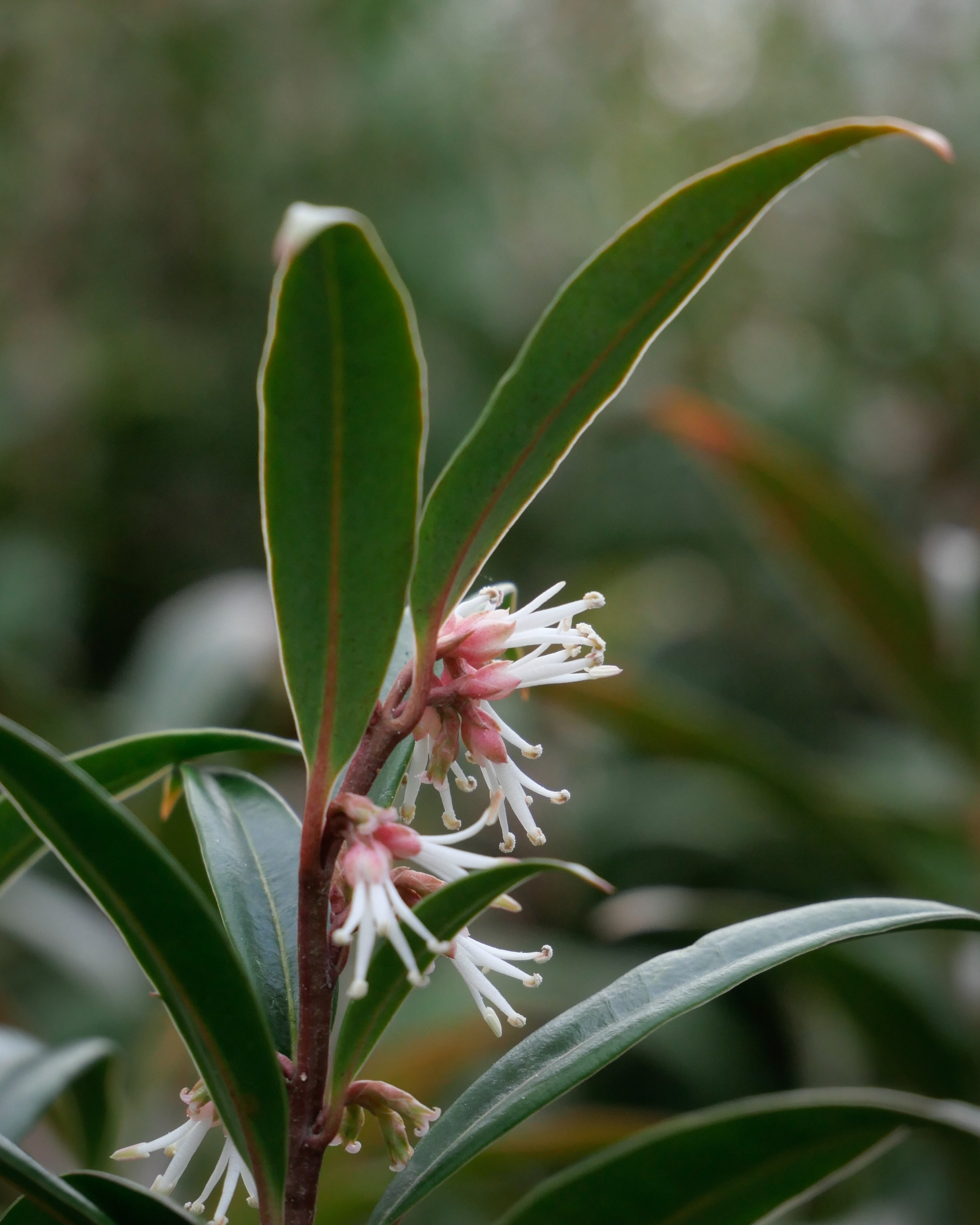 Sarcococca 'Purple Gem' - John Cullen Gardens