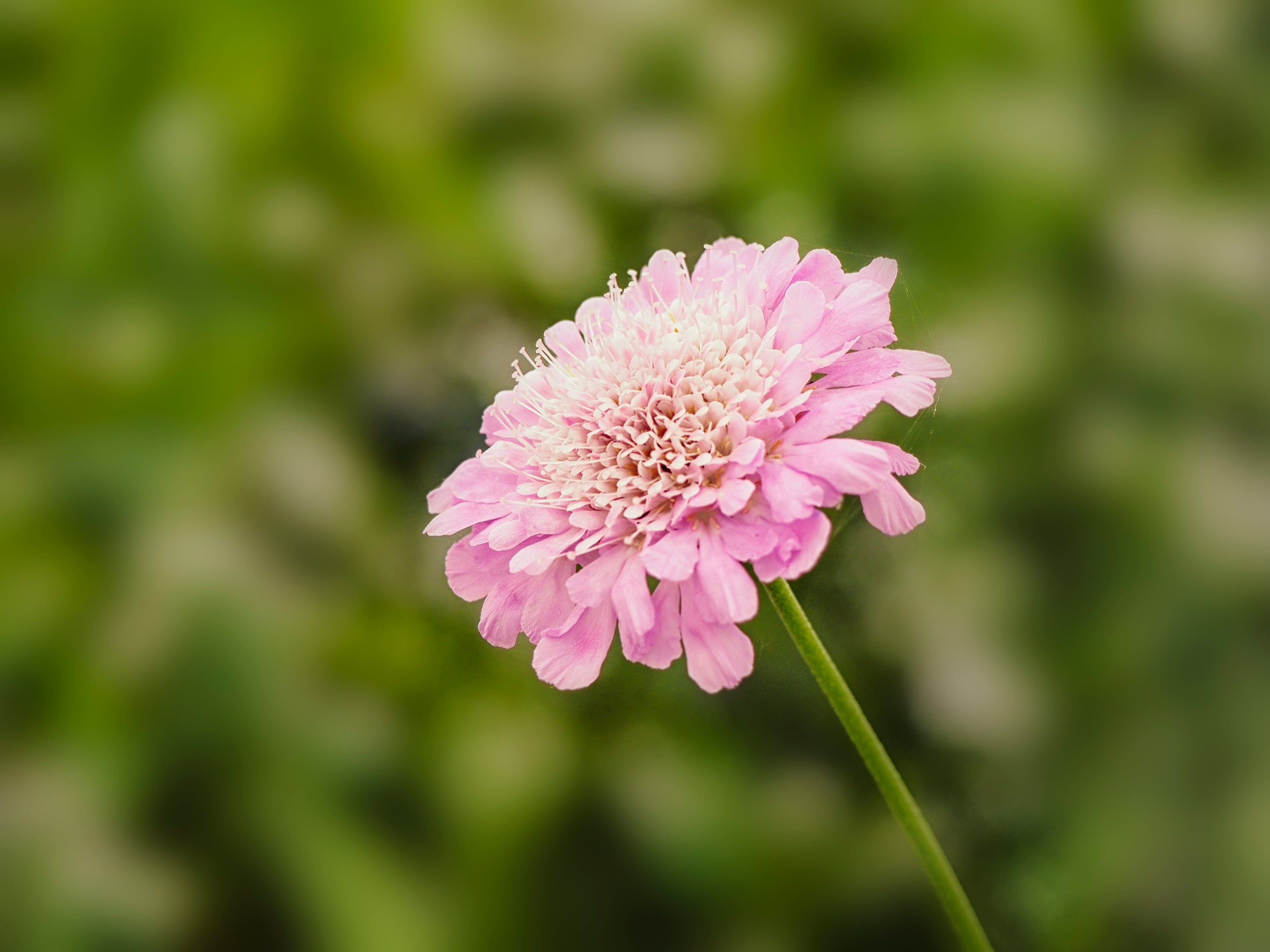 Scabiosa incisa 'Kudo Pink' - John Cullen Gardens