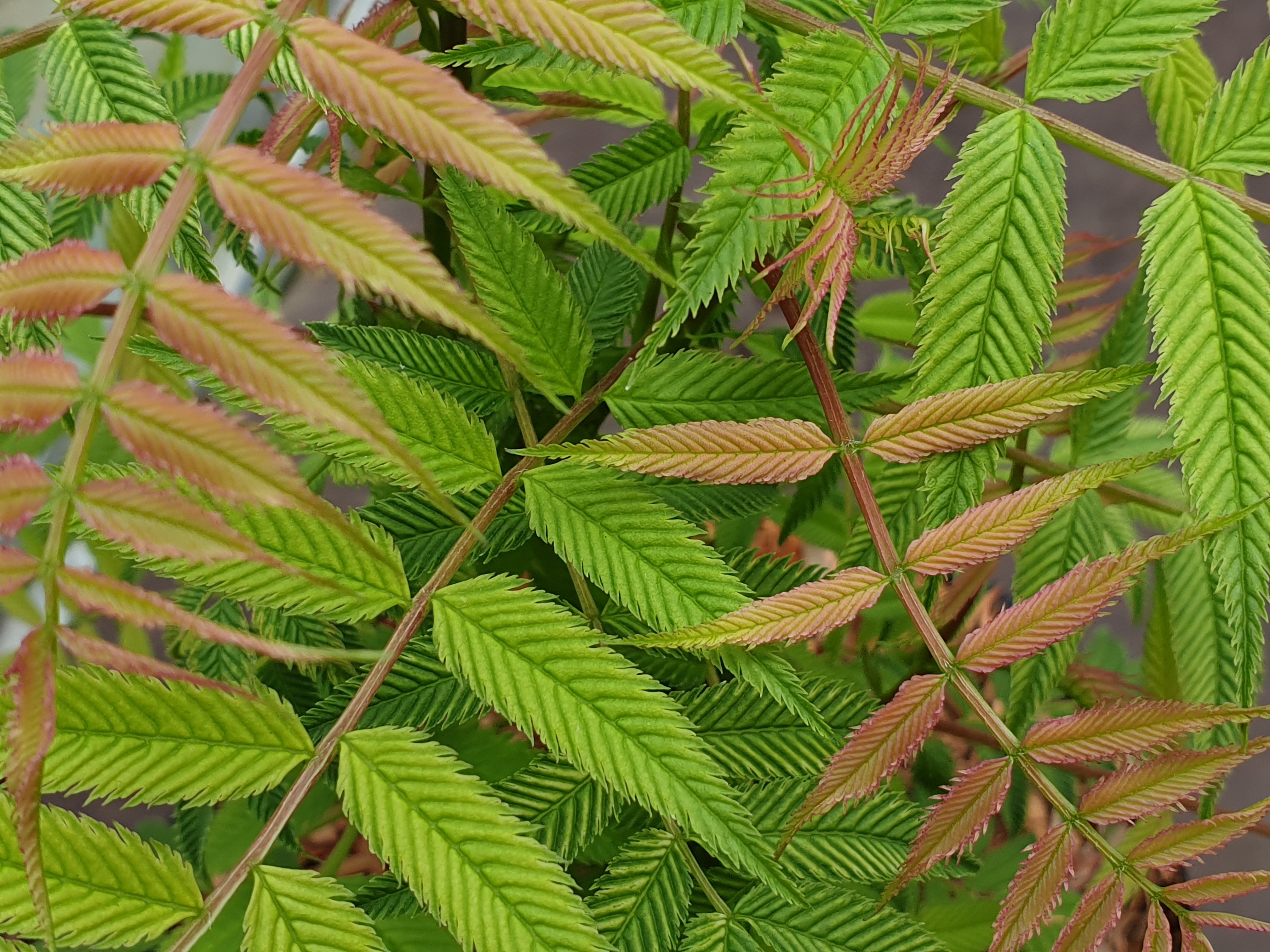 Sorbaria sorbifolia 'Sem' - John Cullen Gardens