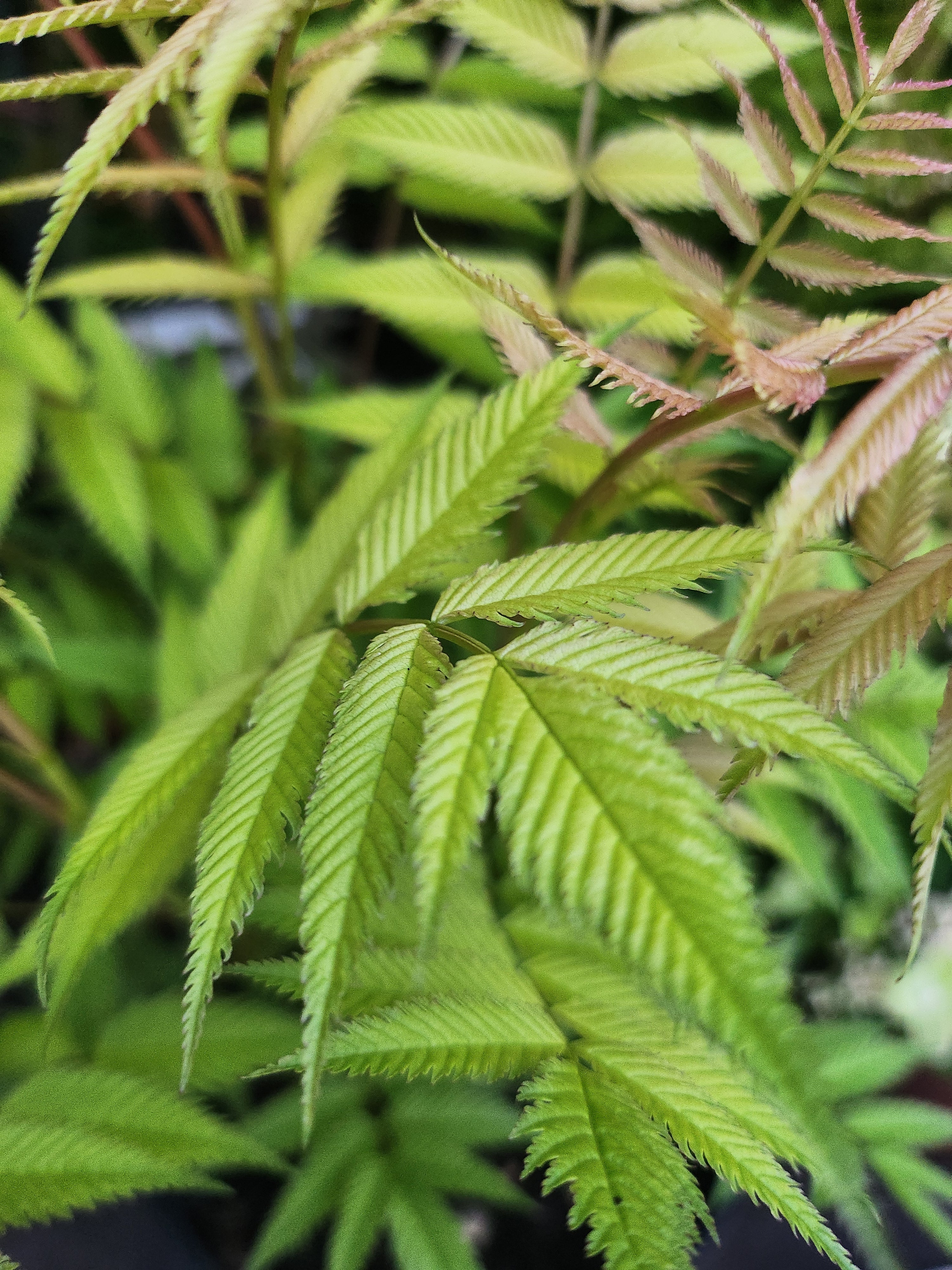 Sorbaria sorbifolia 'Sem' - John Cullen Gardens