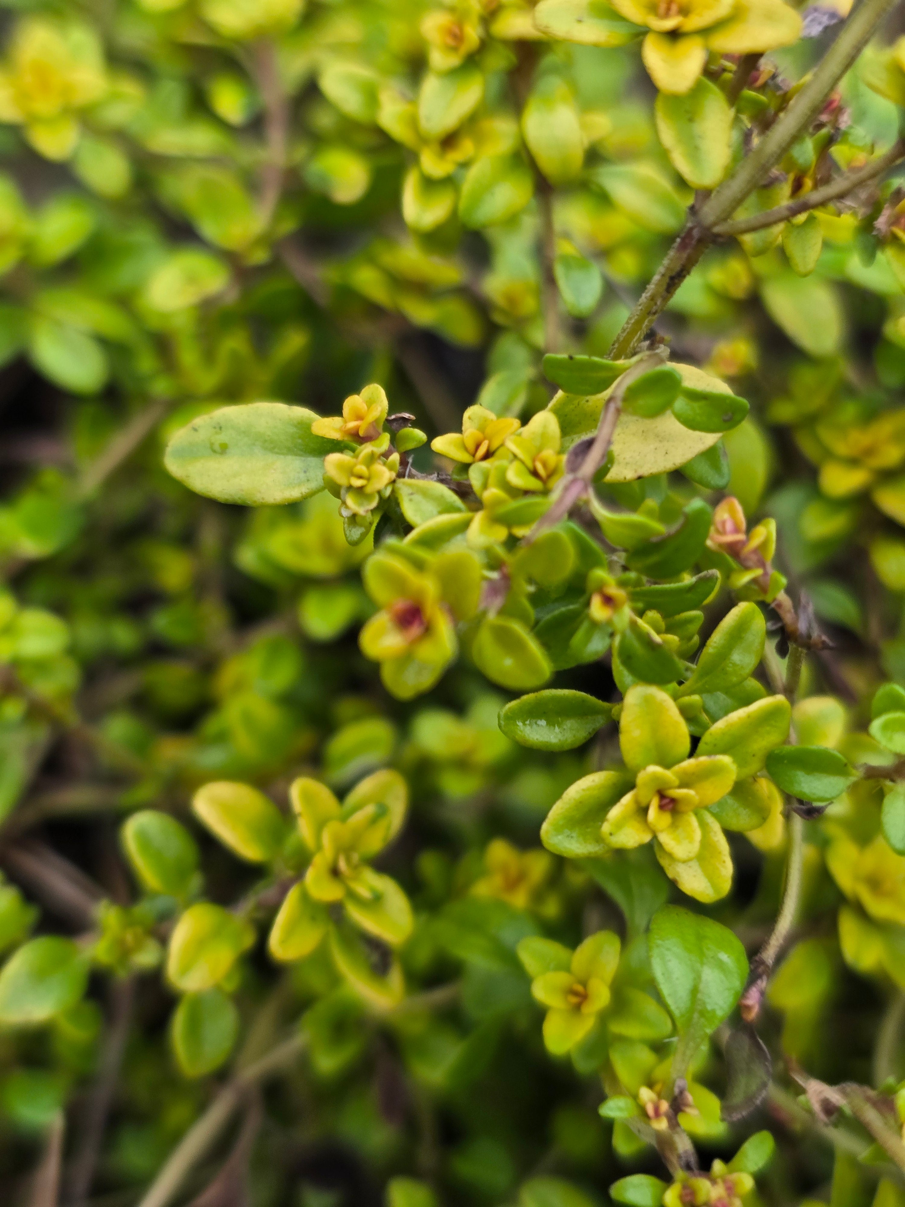 Thyme 'Bertram Anderson' - Ready soon - John Cullen Gardens
