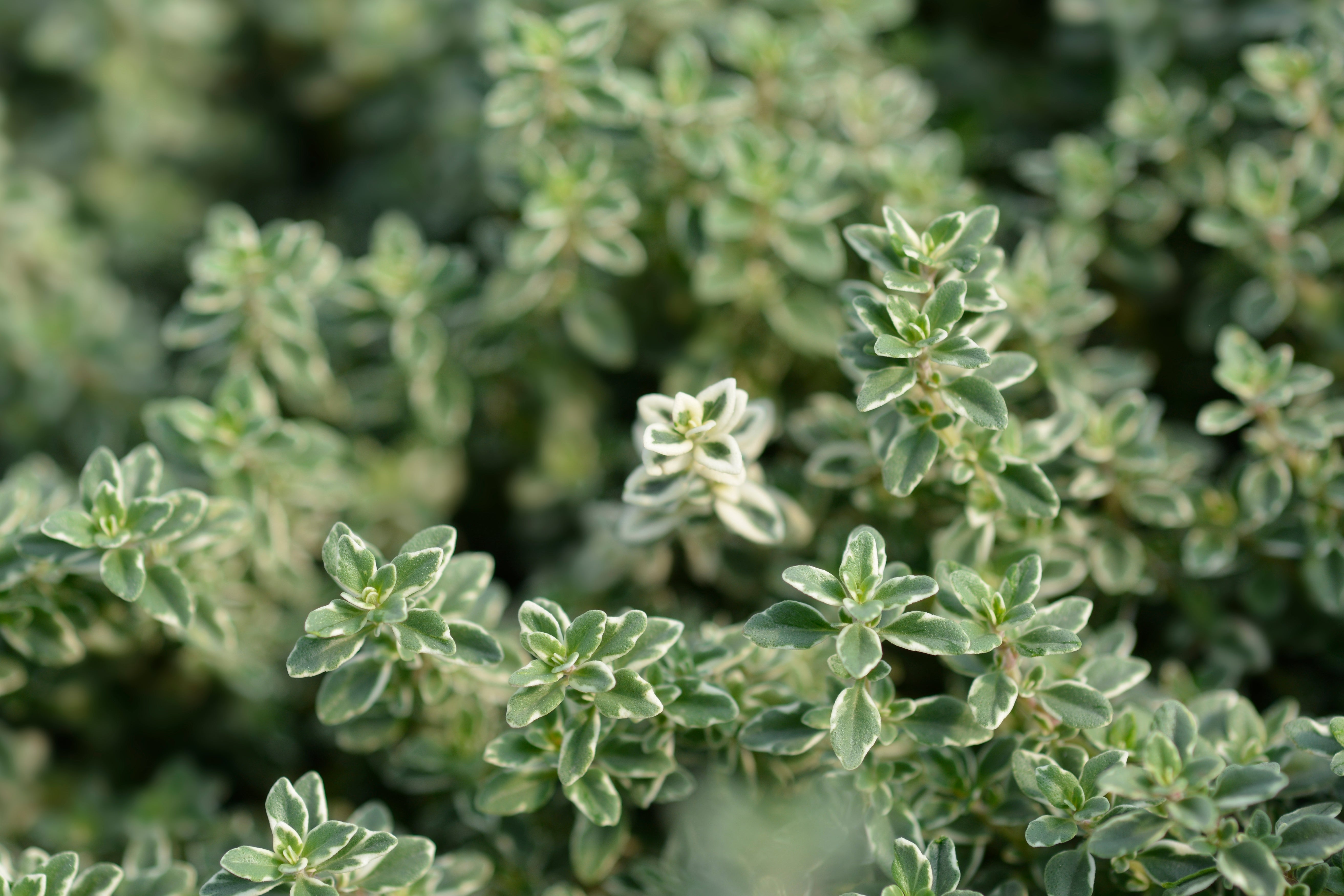 Thyme 'Silver Queen' - John Cullen Gardens