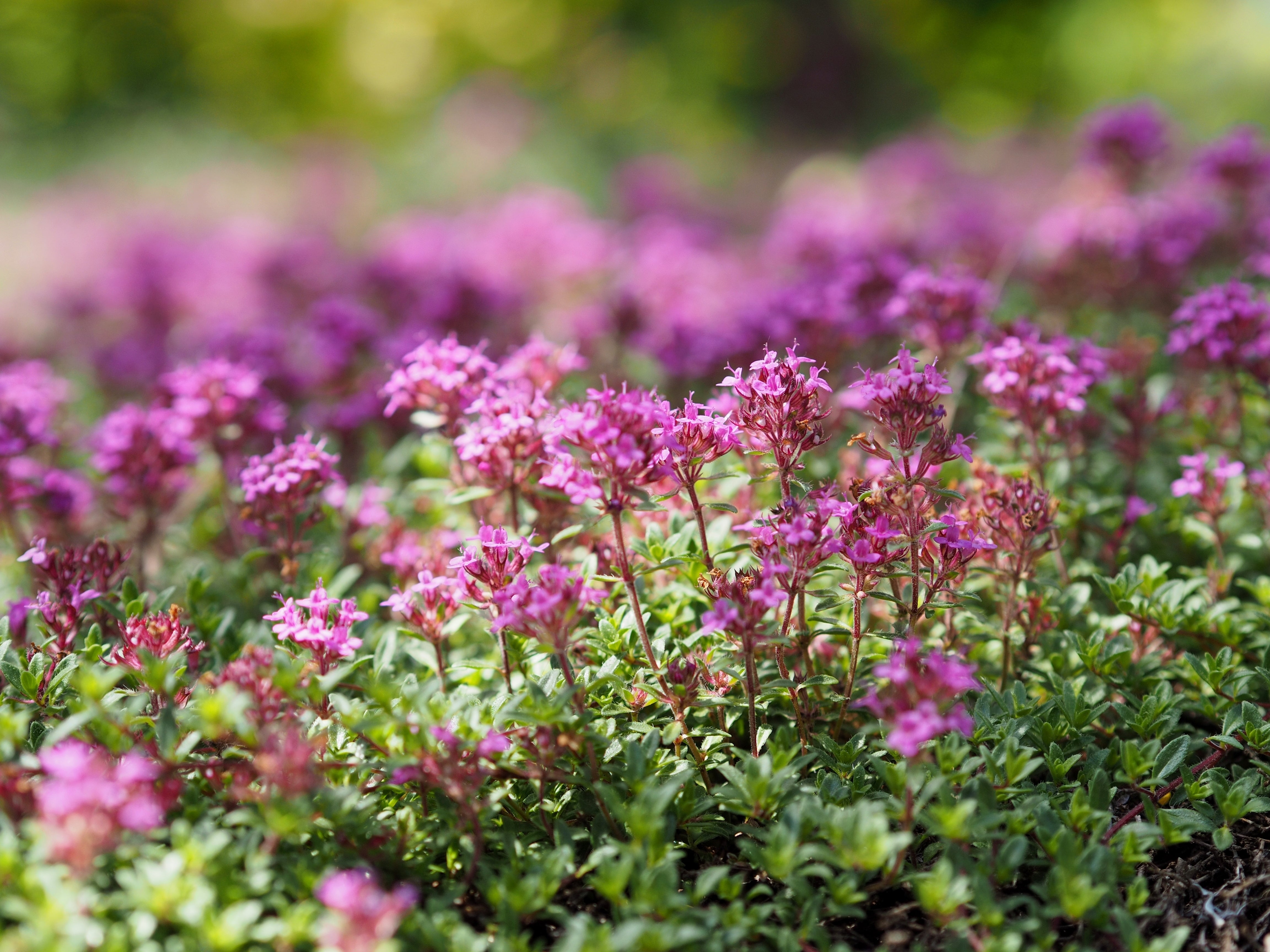 Thyme 'Creeping Lemon' - John Cullen Gardens