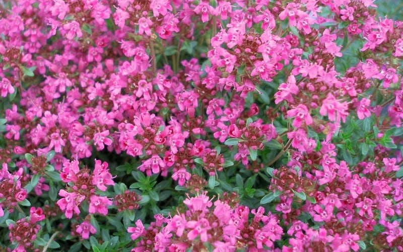 Thyme Pink Chintz - John Cullen Gardens
