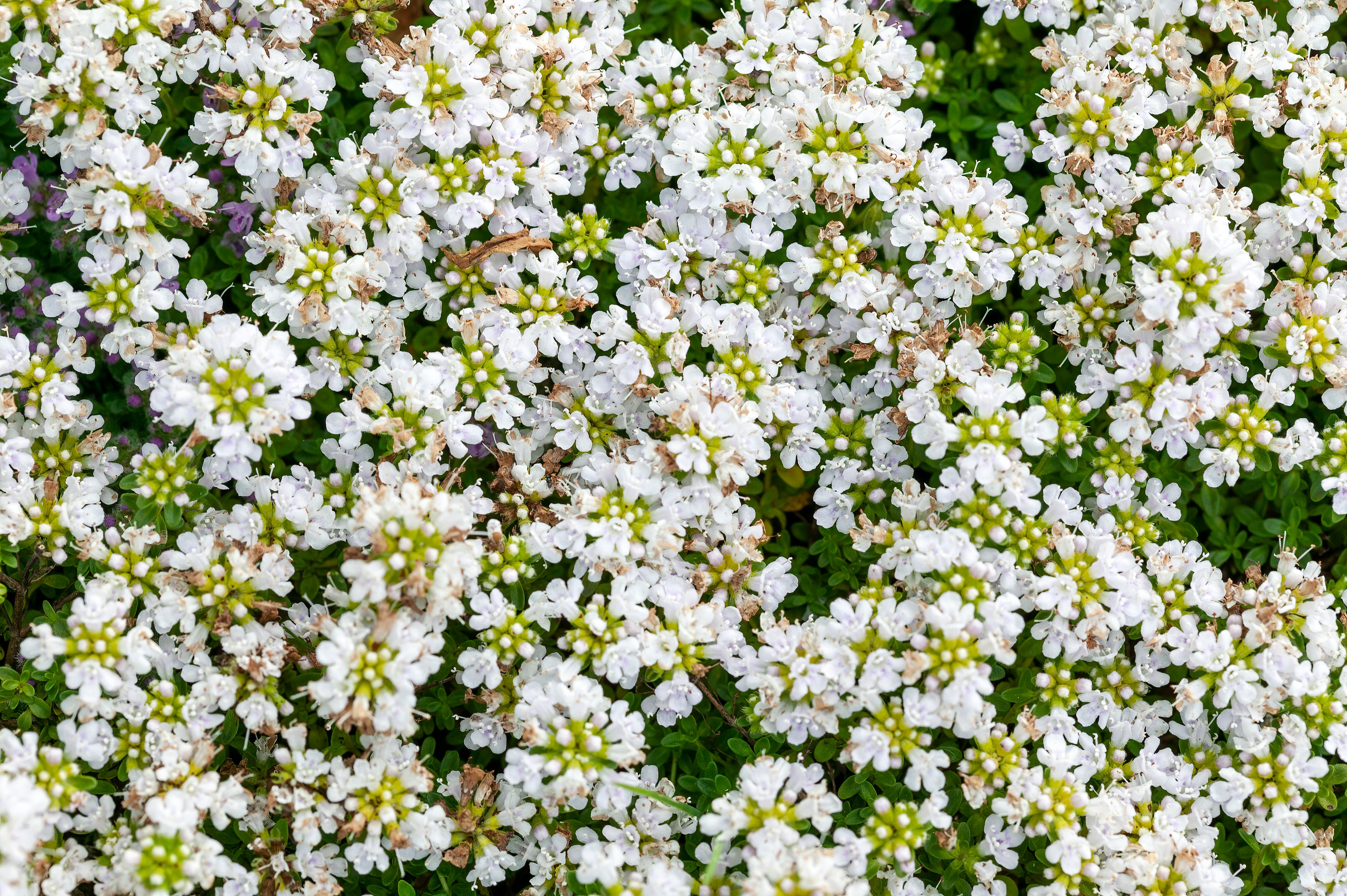 Thyme creeping white - John Cullen Gardens