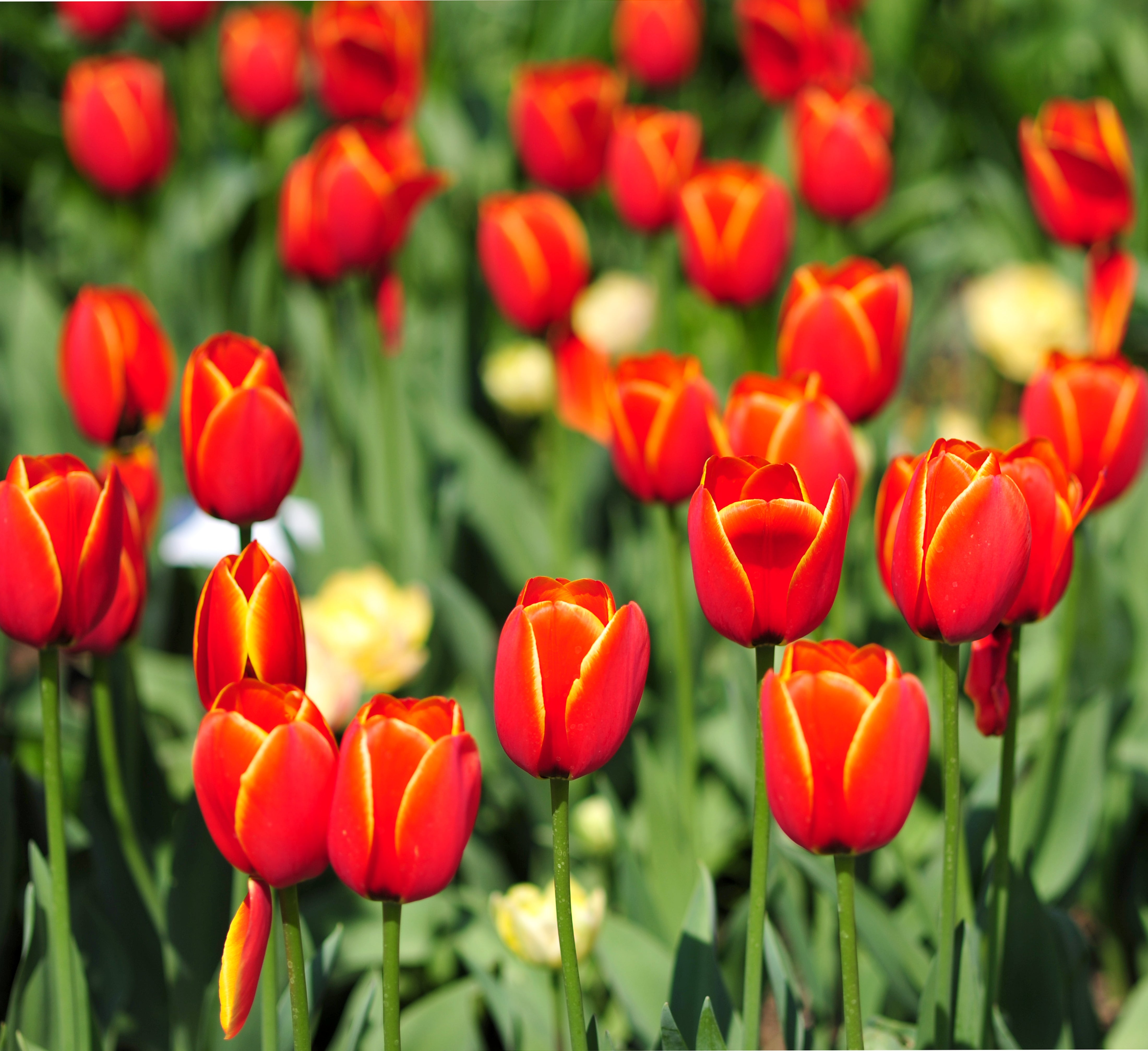 Tulip 'Orange Cassini' - 15 Bulbs - John Cullen Gardens