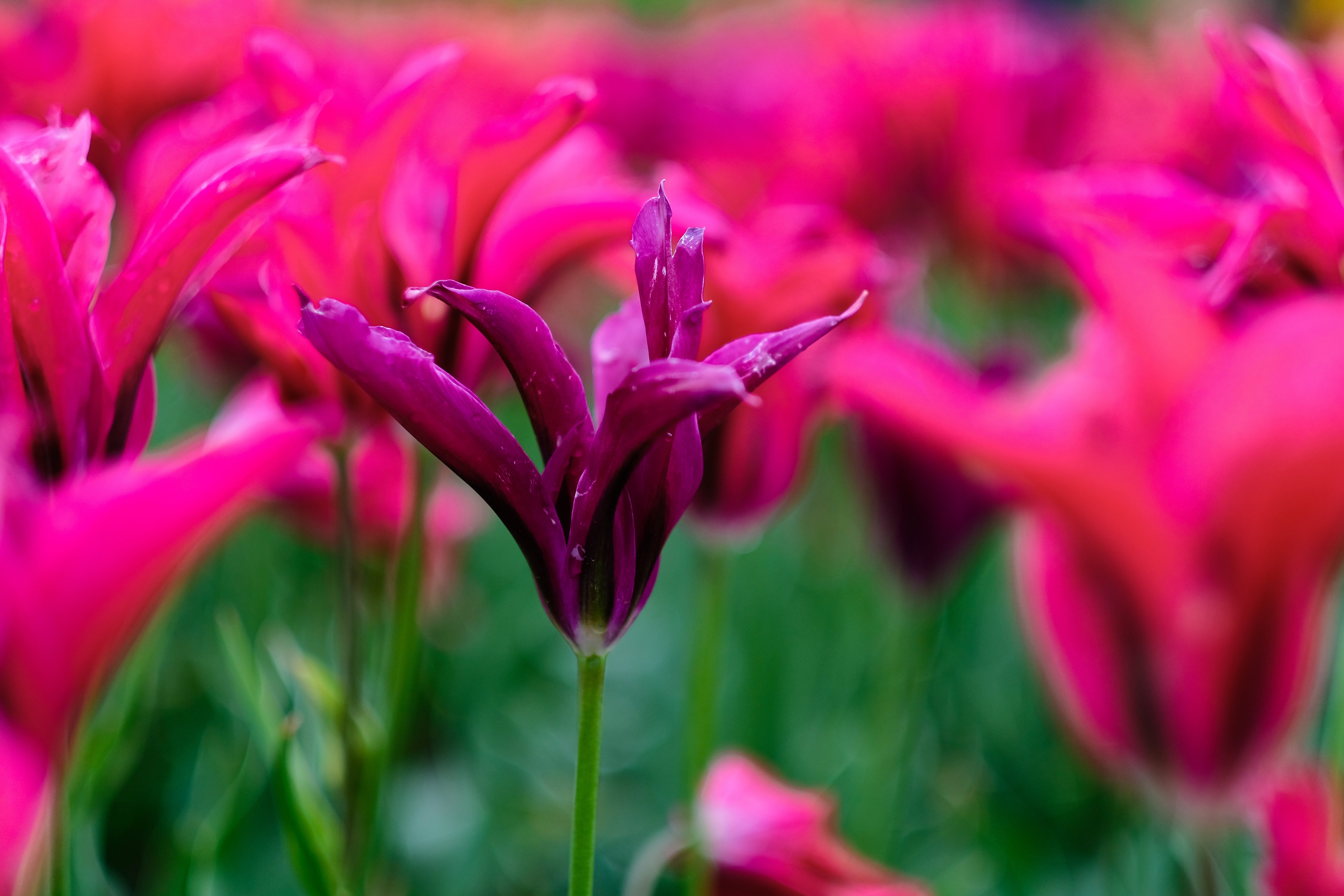 Tulip 'Purple Doll' - 15 Bulbs - John Cullen Gardens