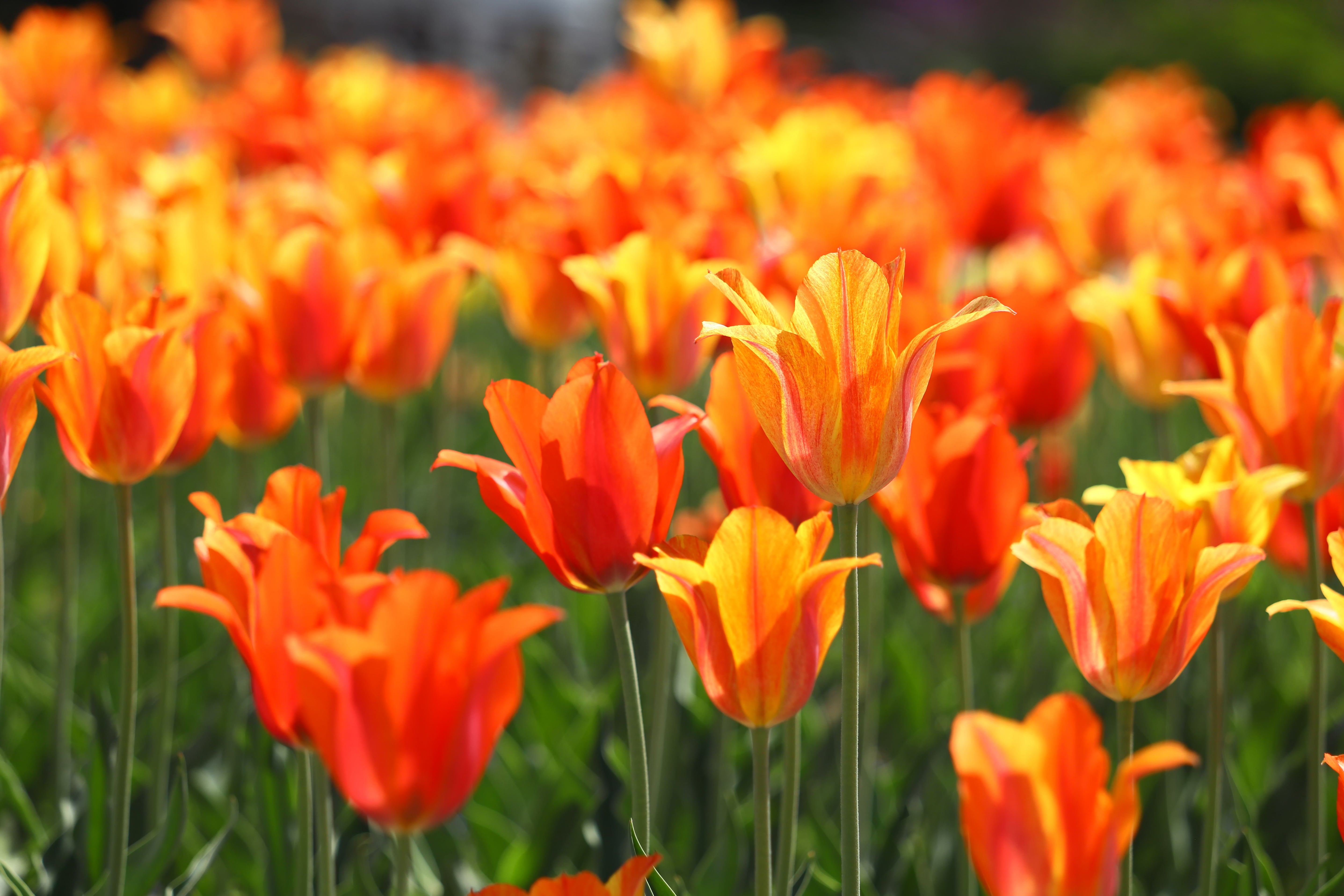 Tulip 'Ballerina' - 15 Bulbs - John Cullen Gardens