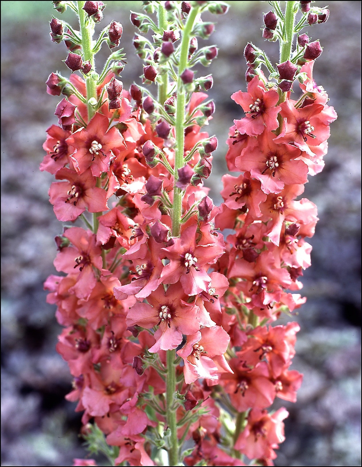 Verbascum 'Caribbean Crush' (PBR) _ Ready soon - John Cullen Gardens
