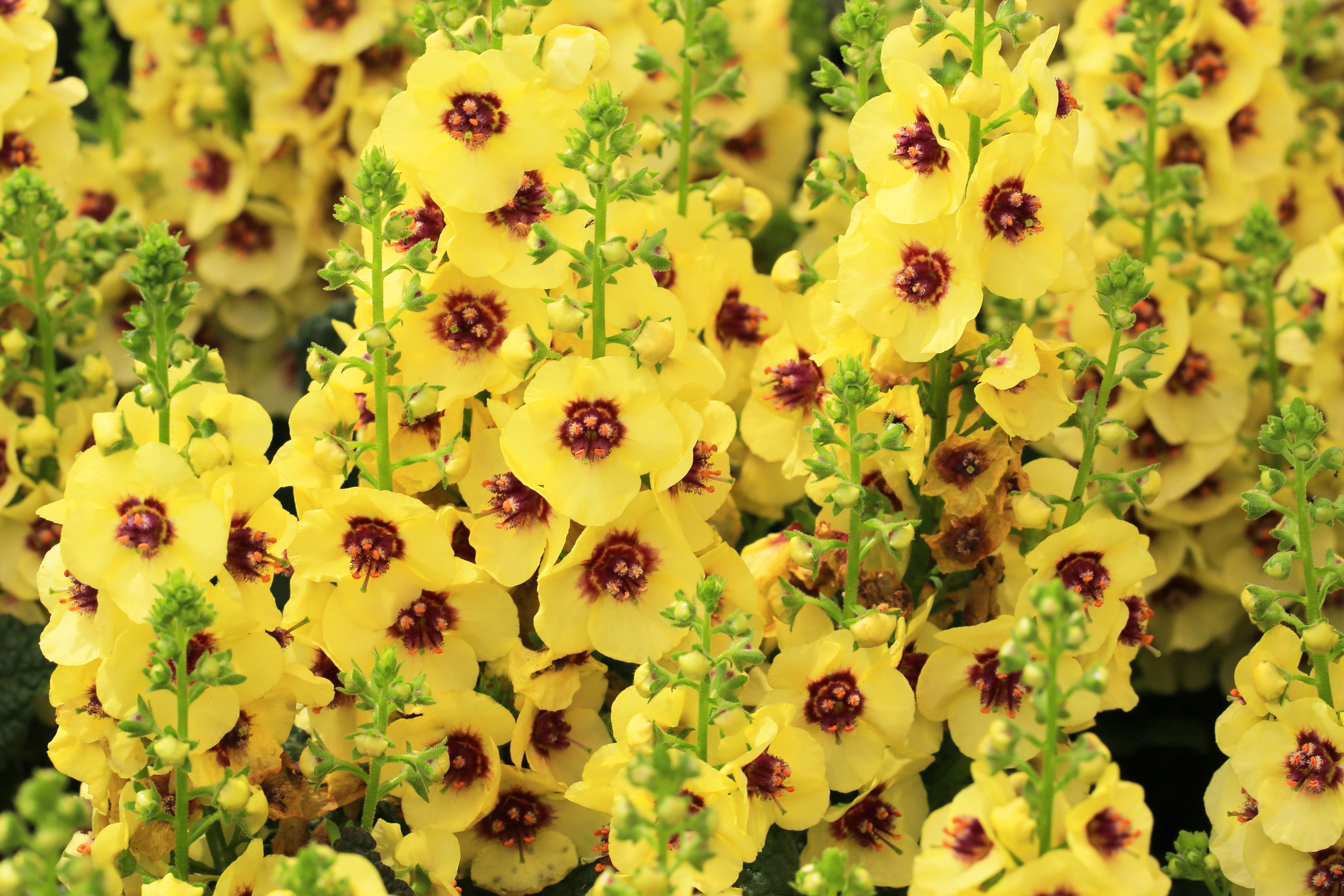 Verbascum 'Dark Eyes' (PBR) - John Cullen Gardens
