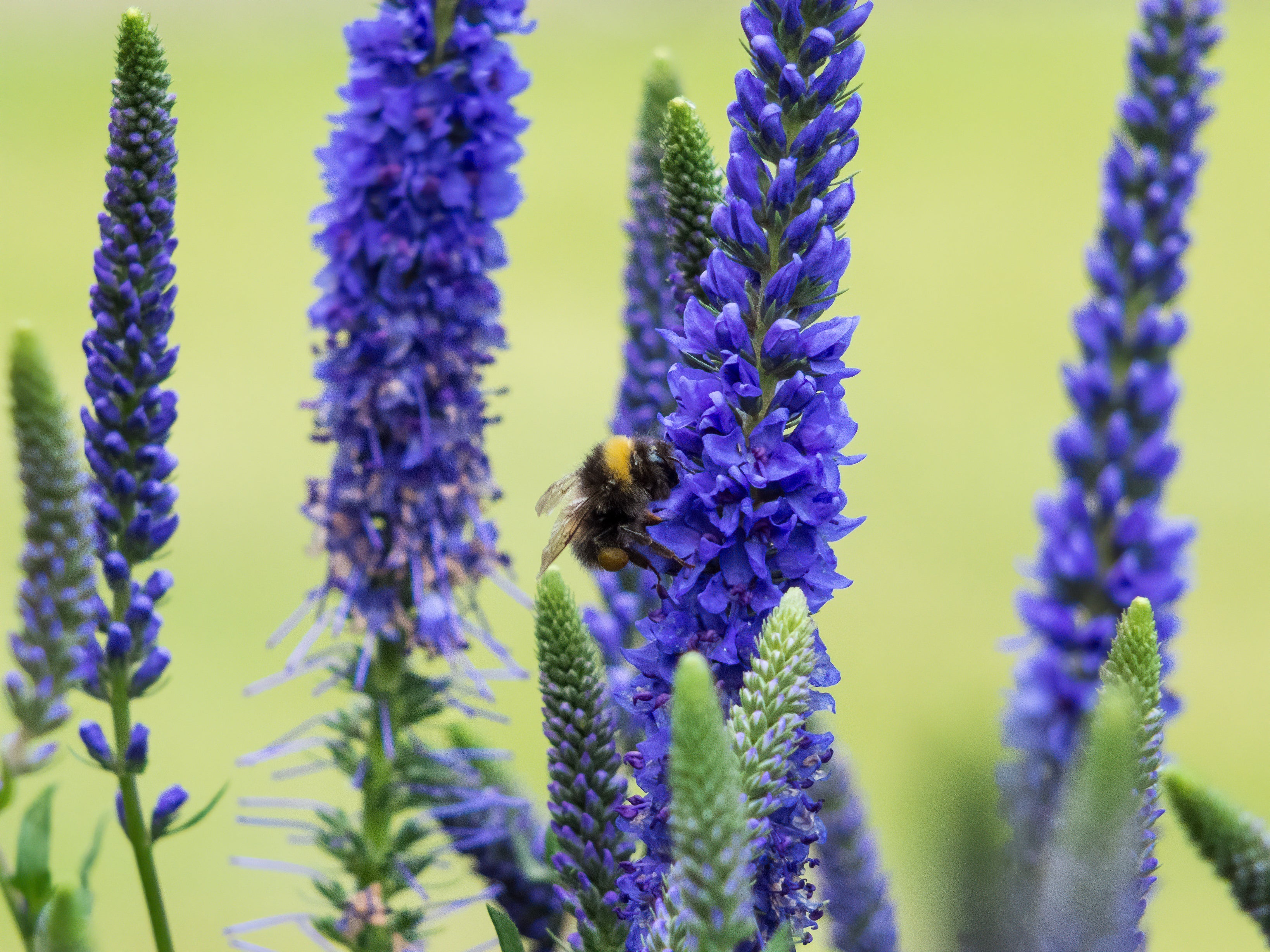 Veronica spicata 'Anniversary Blue' - John Cullen Gardens