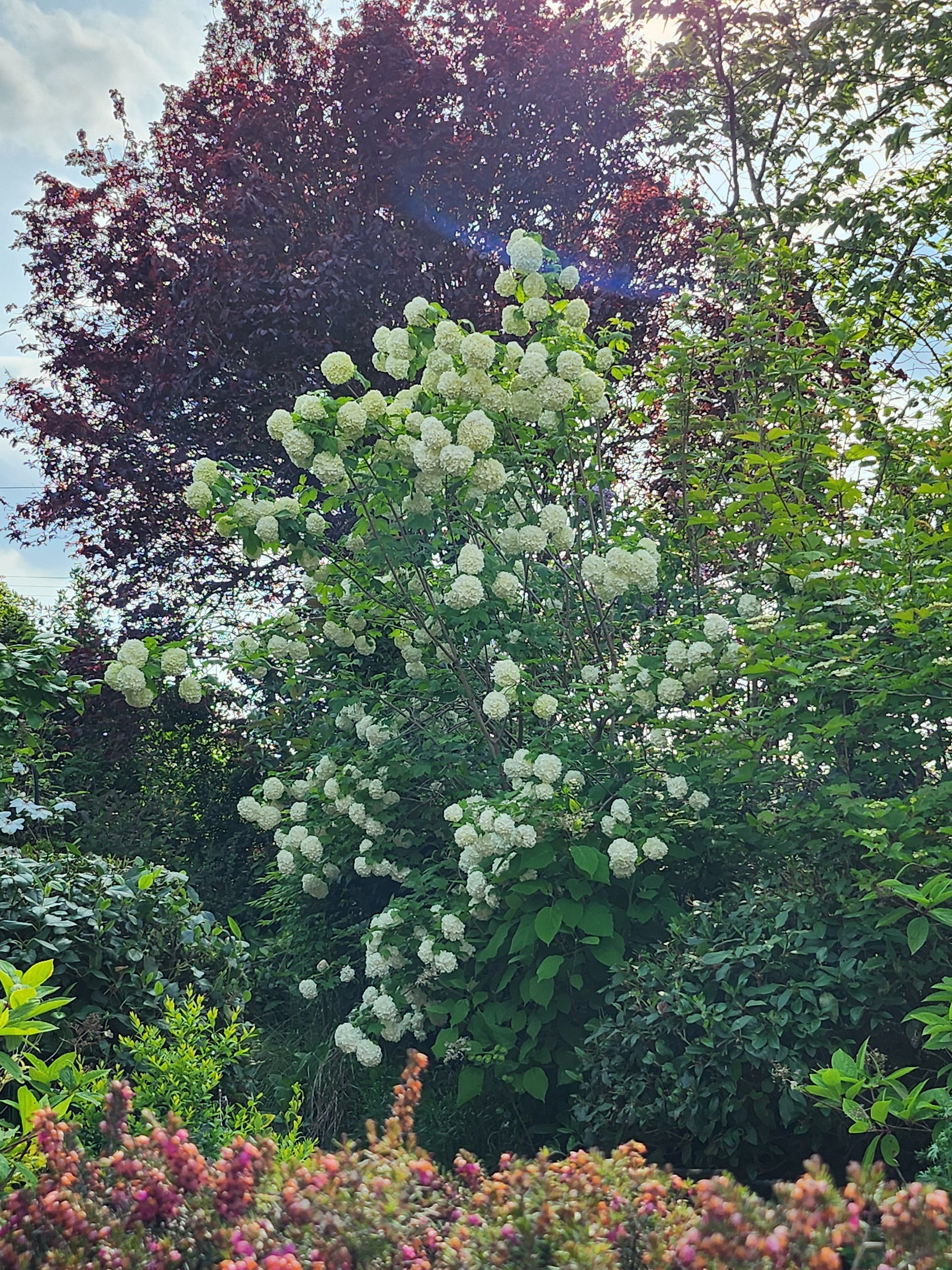 Viburnum opulus 'Roseum' - John Cullen Gardens