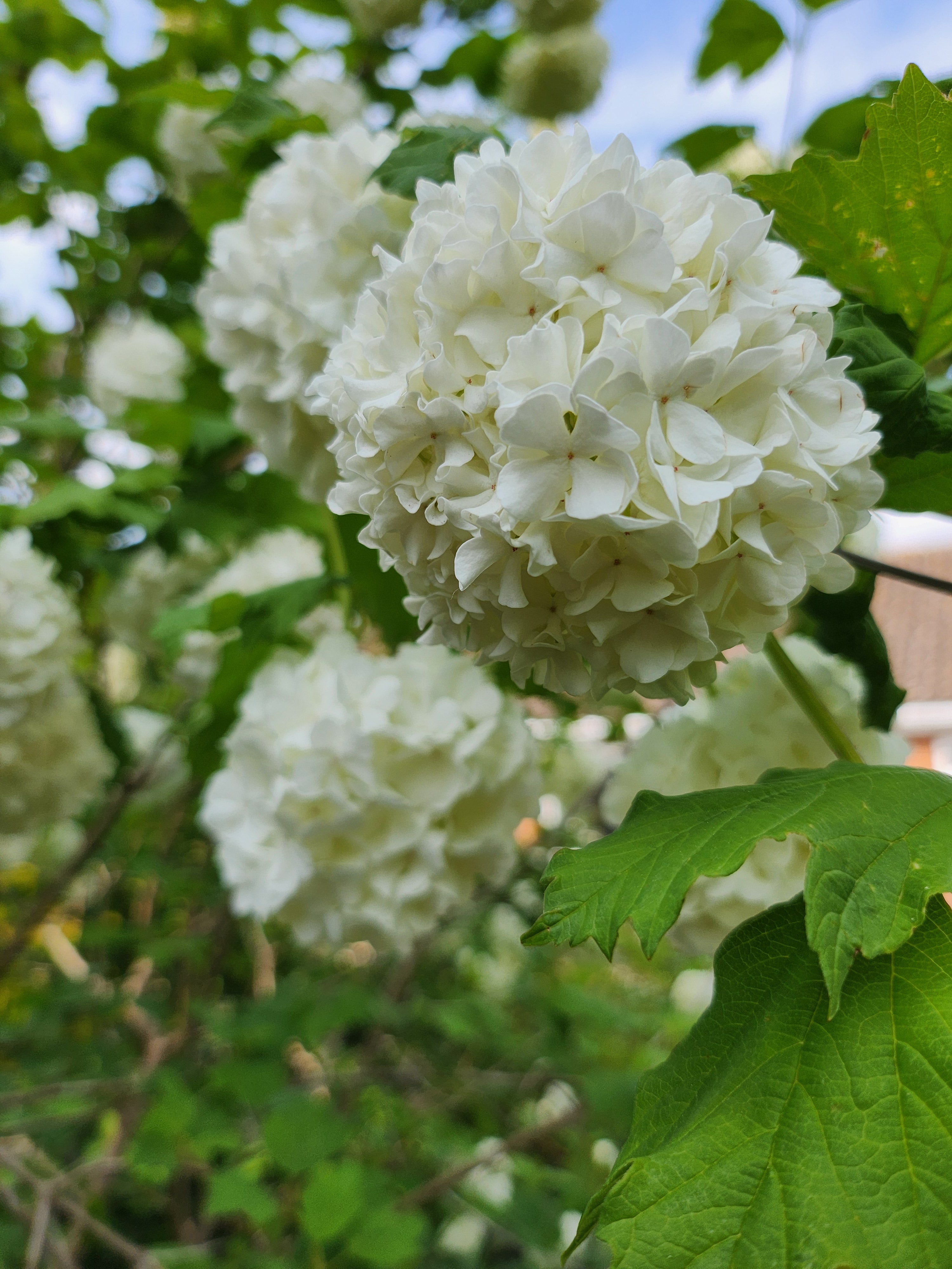 Viburnum opulus 'Roseum' - John Cullen Gardens
