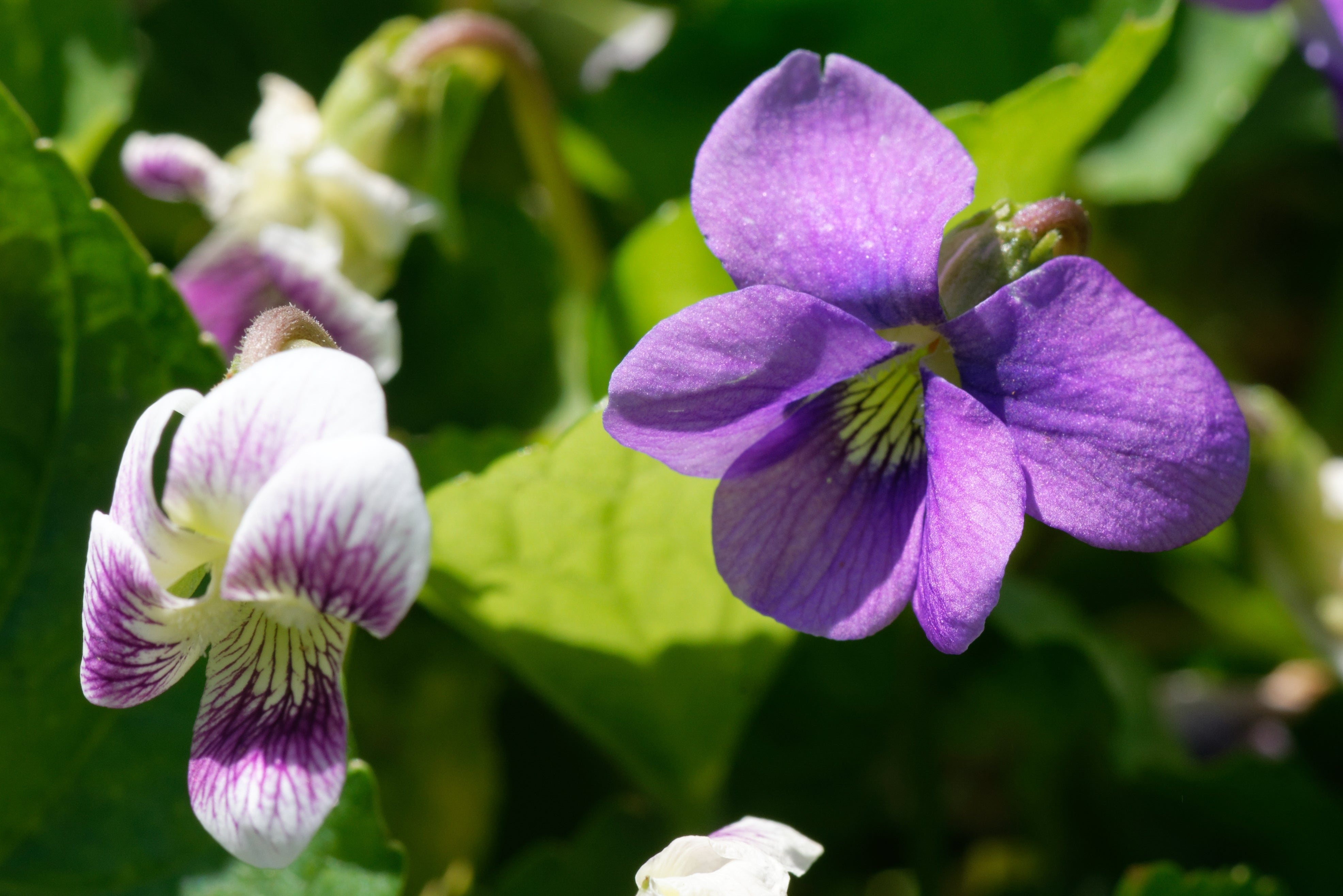 Viola sororia rubra - John Cullen Gardens