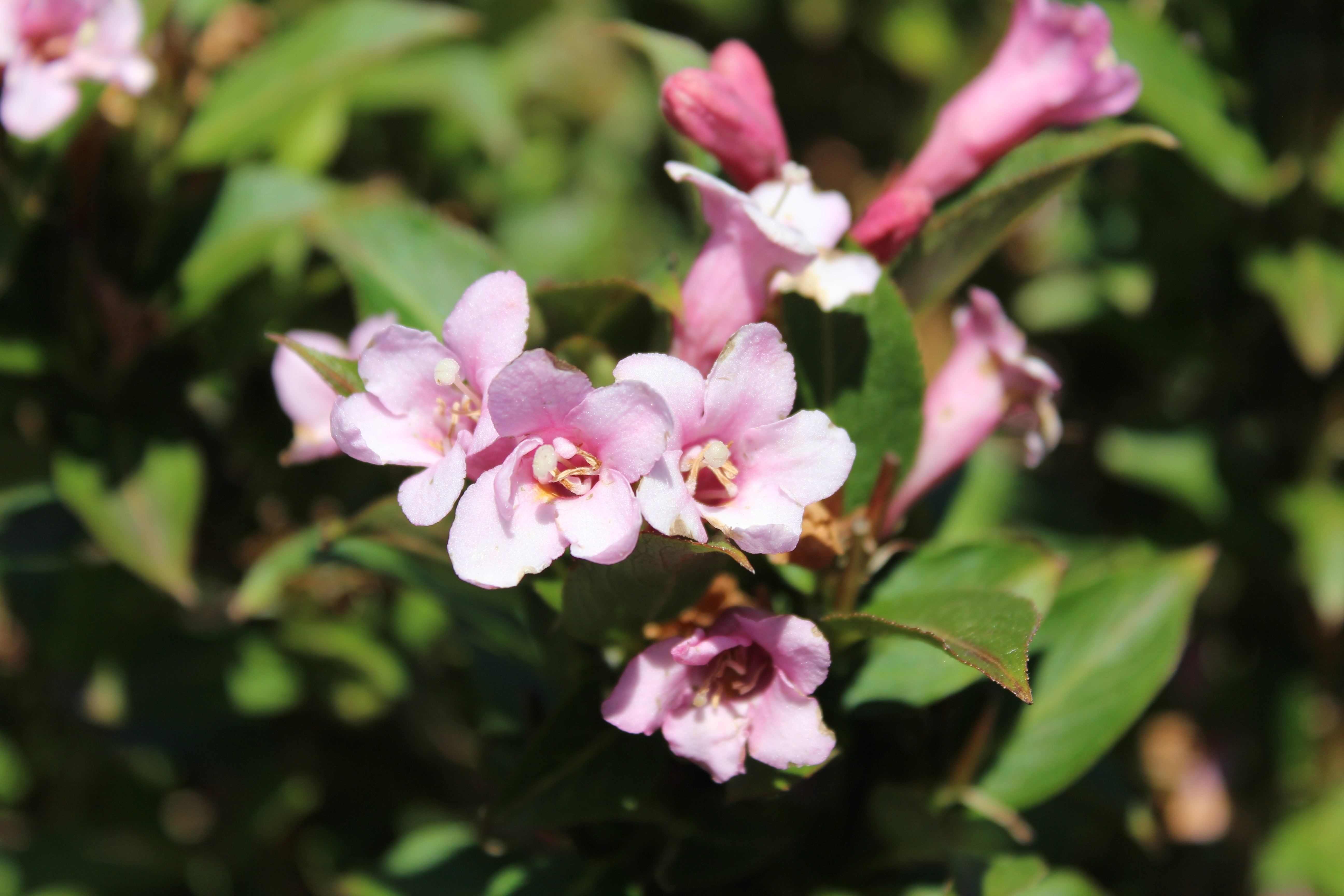 Weigela 'Pink Poppet' (PBR) - John Cullen Gardens