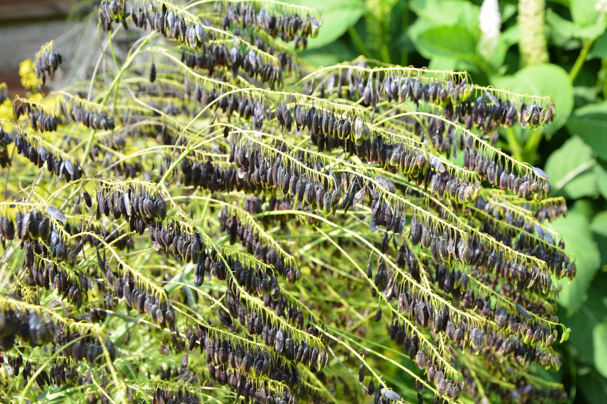 Woad - John Cullen Gardens