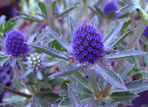 Eryngium planum 'Blue Hobbit'