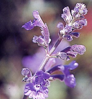 Nepeta x faassenii