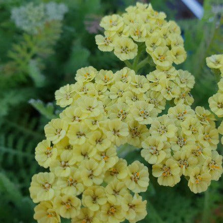 Achillea 'Moondust'  (PBR) - John Cullen Gardens