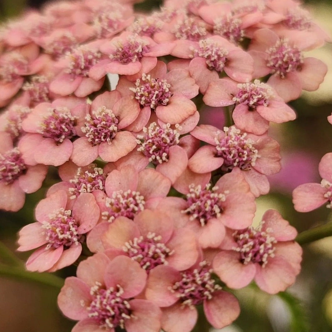 Achillea 'Apricot Delight' - John Cullen Gardens