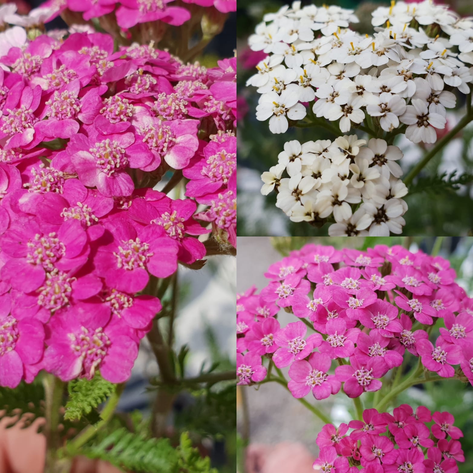 Achillea 'Colorado' - John Cullen Gardens