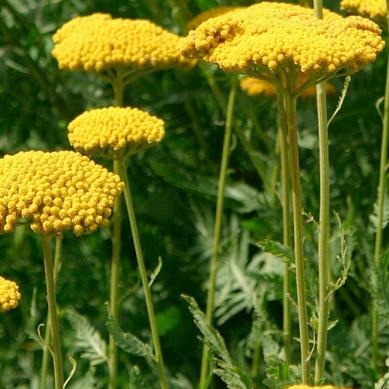 Achillea 'Coronation Gold' - John Cullen Gardens