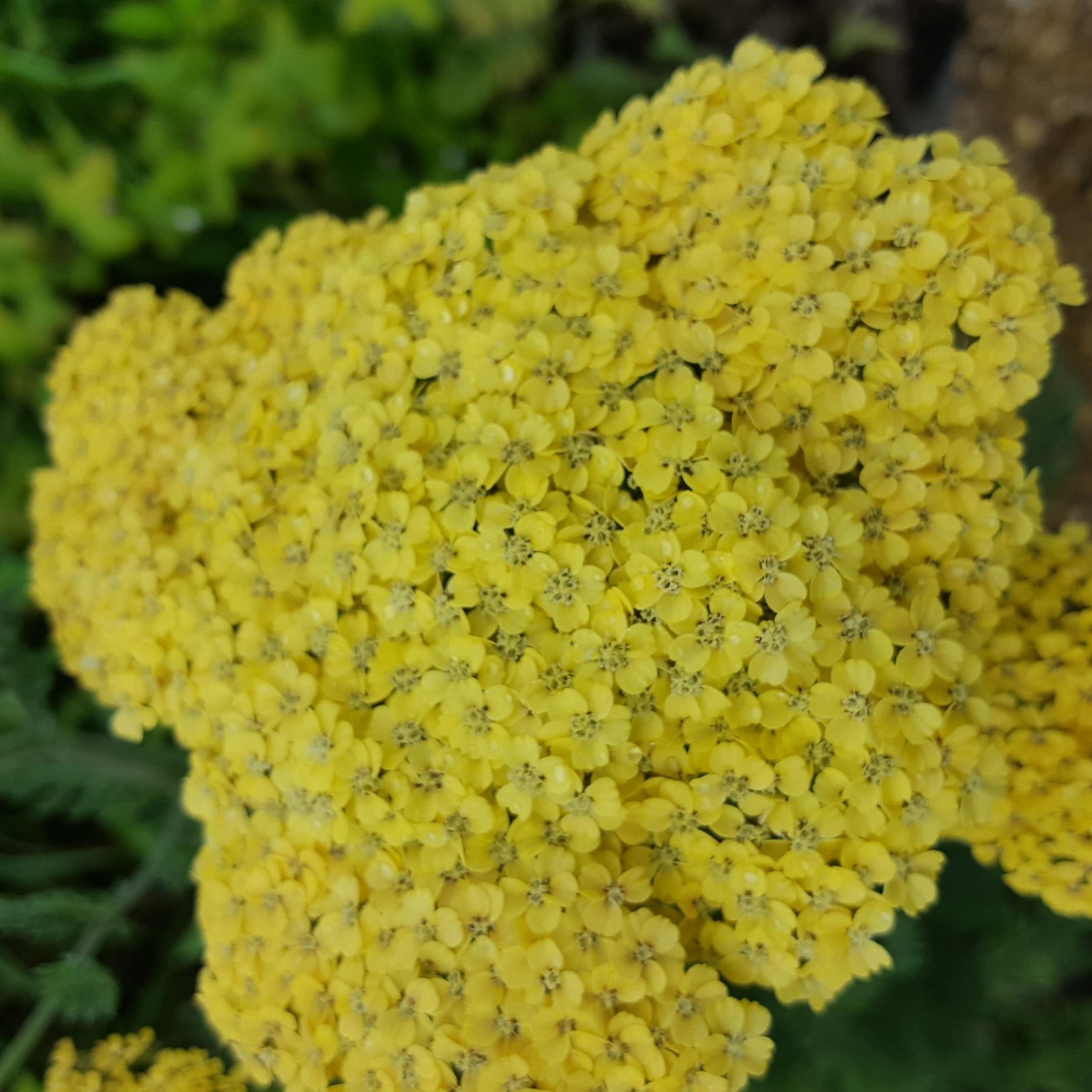 Achillea 'Credo' - John Cullen Gardens