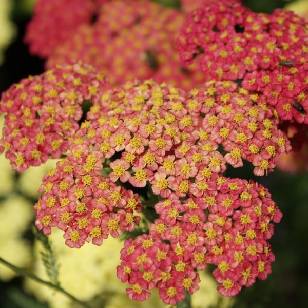 Achillea 'Forncett Fletton' - John Cullen Gardens