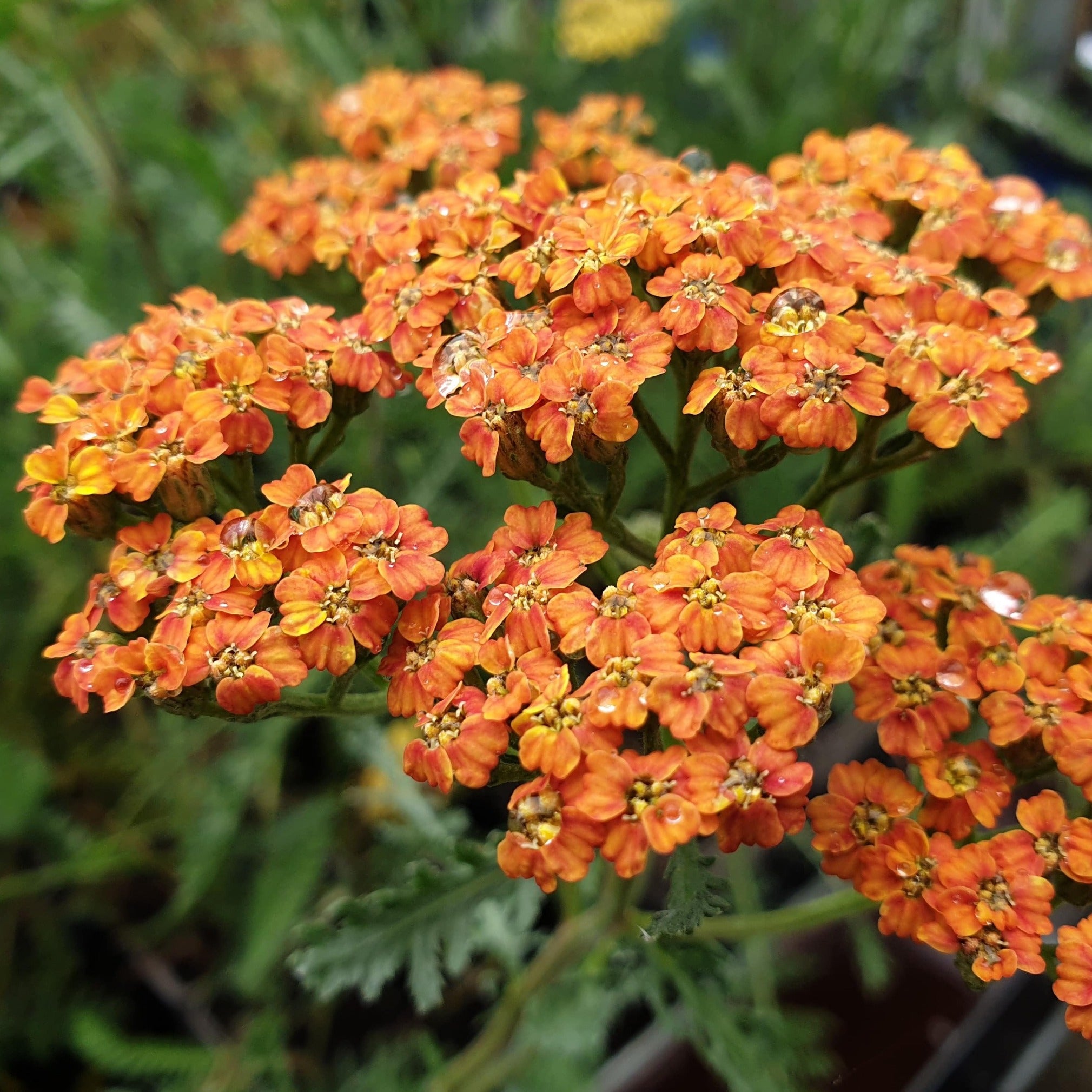 Achillea 'Inca Gold' - John Cullen Gardens