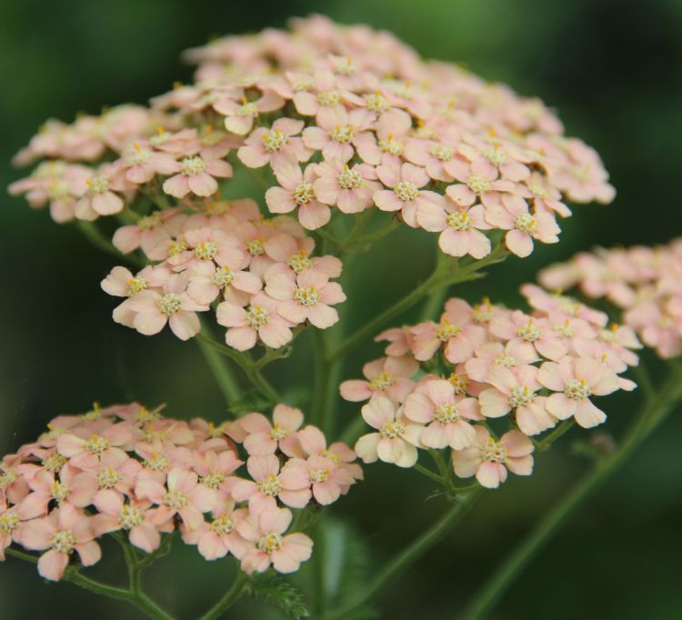 Achillea 'Lachsschönheit' (Salmon Beauty) - John Cullen Gardens