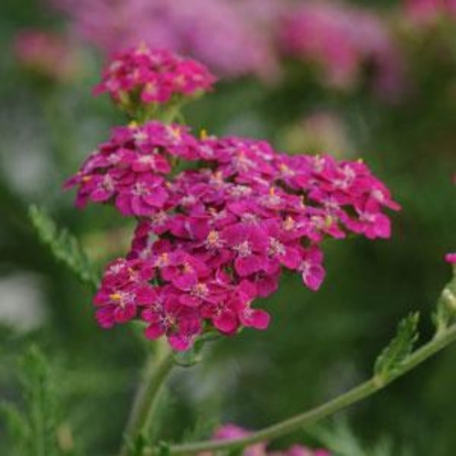 Achillea 'Layla' - John Cullen Gardens