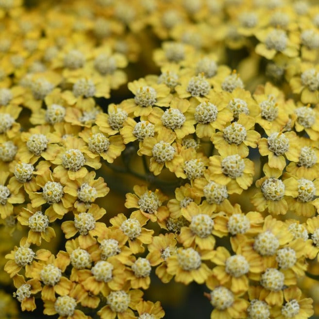 Achillea 'Martina' - Ready soon - John Cullen Gardens