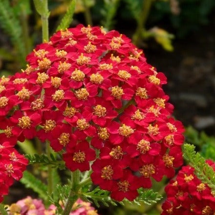 Achillea 'Paprika' - John Cullen Gardens