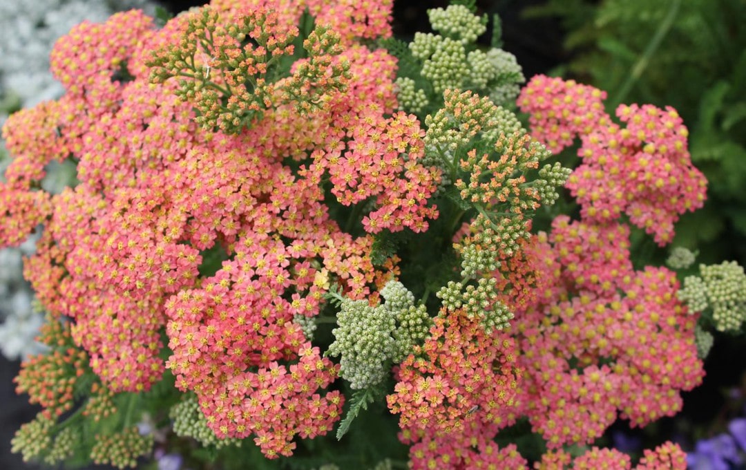 Achillea 'Peachy Seduction' (PBR) - John Cullen Gardens