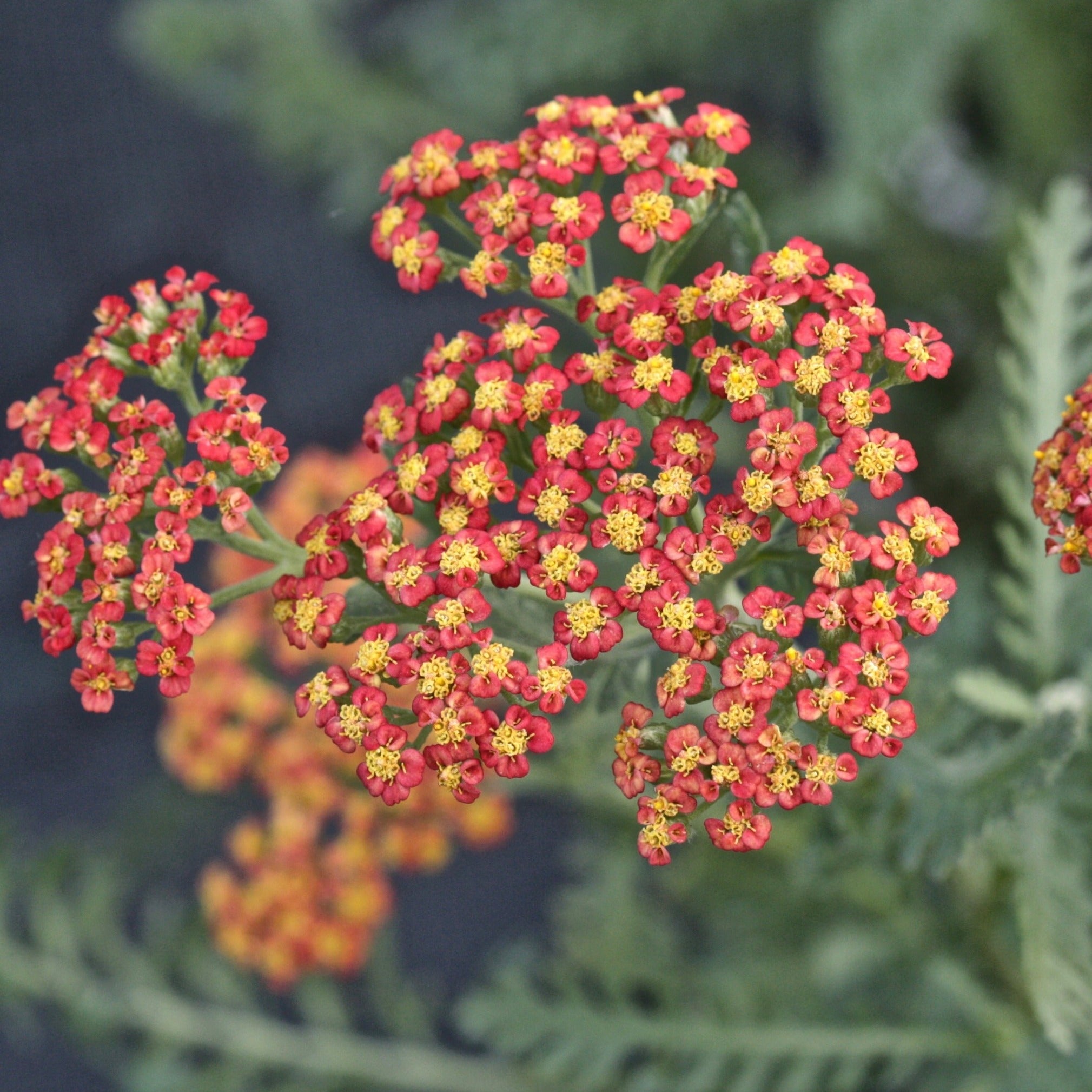 Achillea 'Safran' - John Cullen Gardens