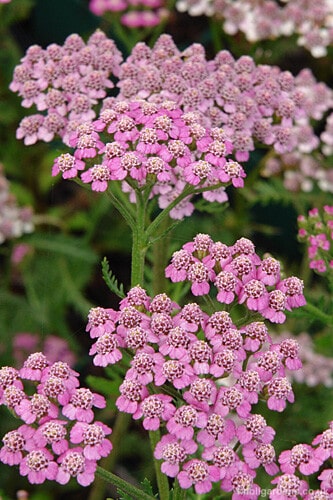 Achillea 'Sally' - John Cullen Gardens