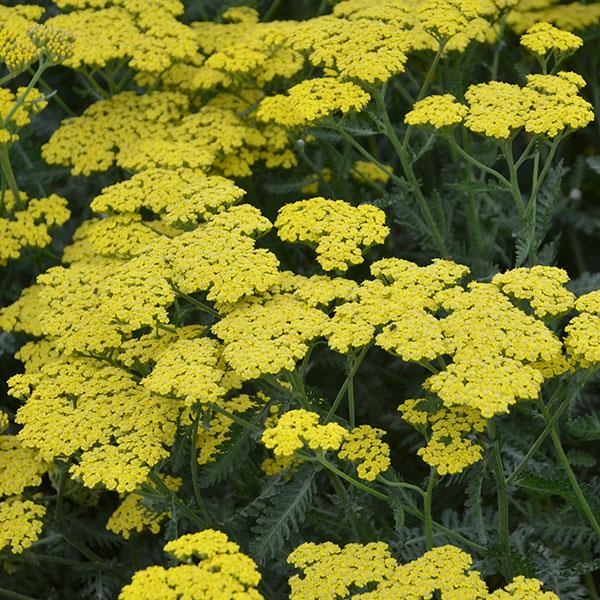 Achillea 'Sassy Summer Lemon' (PBR) - John Cullen Gardens