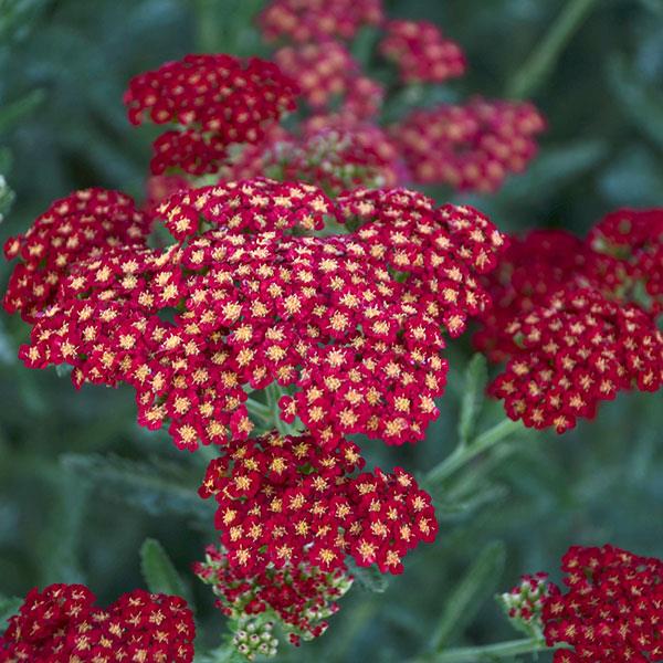 Achillea 'Sassy Summer Sangria' (PBR) - John Cullen Gardens