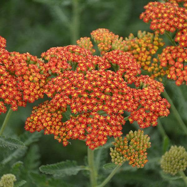 Achillea 'Sassy Summer Sunset' (PBR) - John Cullen Gardens
