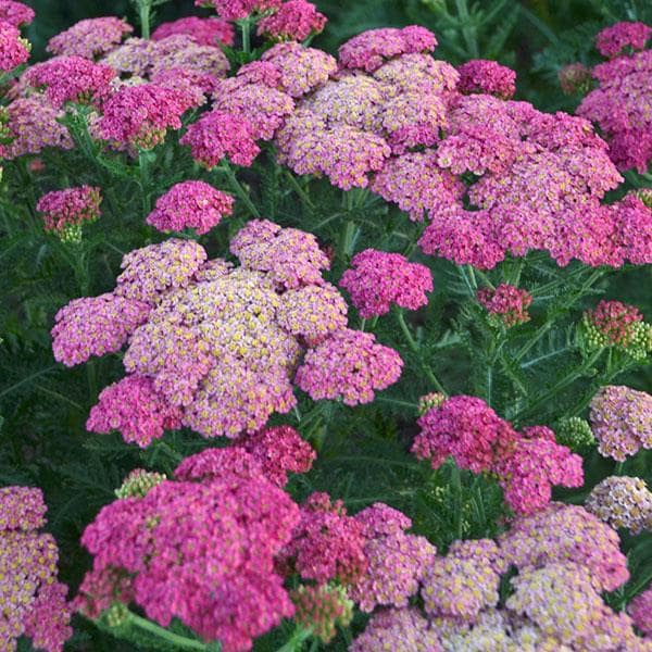 Achillea 'Sassy Summer Taffy' (PBR) - John Cullen Gardens