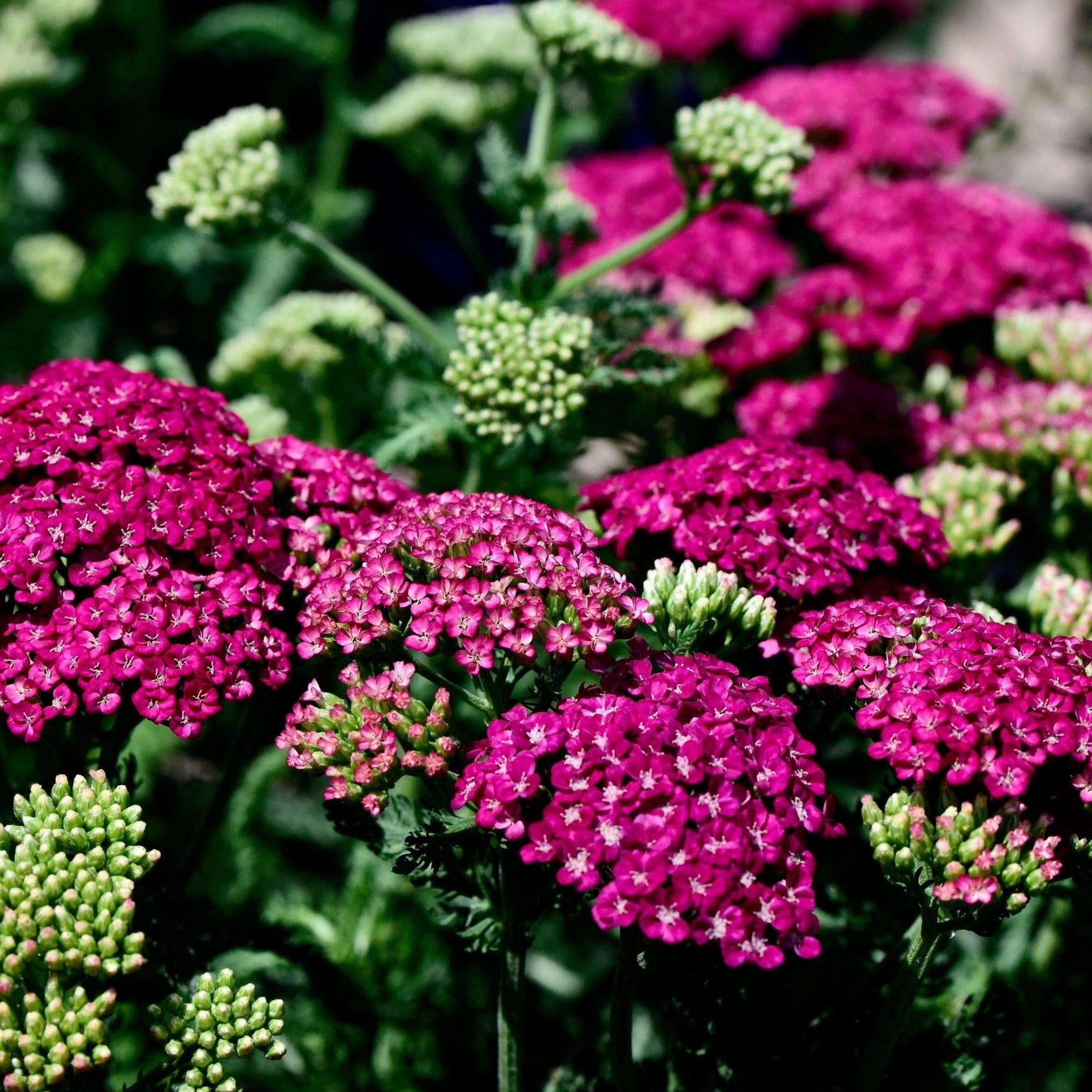 Achillea 'Saucy Seduction' - John Cullen Gardens