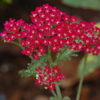 Achillea 'Summer Wine' - John Cullen Gardens
